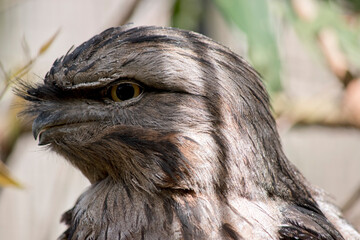 this is a close up of a tawny frogmouth