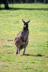 the western grey kangaroo is standing on its hind legs