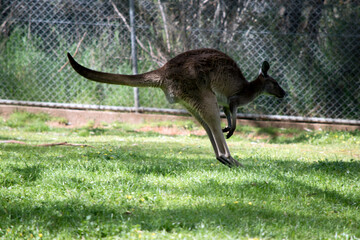 the western grey kangaroo is bounding along the fence line