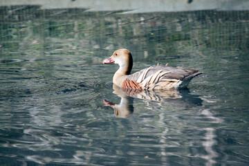 the plumed whistling duck is swimming in the lake