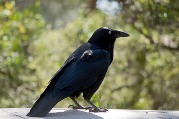 the Australian raven is perched on a fence