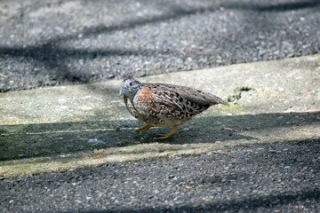 the quail is a ground bird feeding on grasses