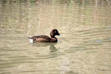 the white eyed duck is swimming in the lake