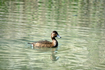 this is a female white eyed duck