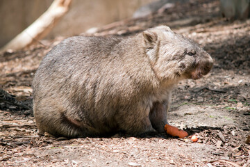 Fototapeta premium the wombat is having a carrot