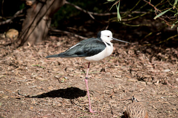 the black winged stilt is a black and white waterbitd