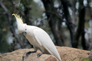 the sulphur crested cockatoo has a yellow crest