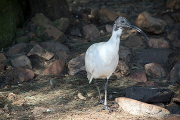 the white ibis has a black head and a white body