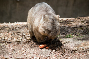 the wombat walks on a four legs just like a dog