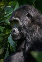 Mountain gorilla - Gorilla beringei, endangered popular large ape from African montane forests, Bwindi, Uganda.
