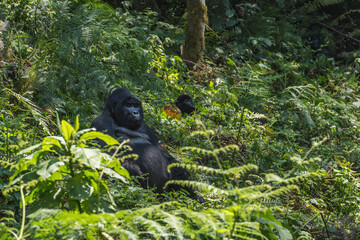 Mountain gorilla - Gorilla beringei, endangered popular large ape from African montane forests, Bwindi, Uganda.