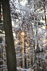 Fototapeta premium Winter