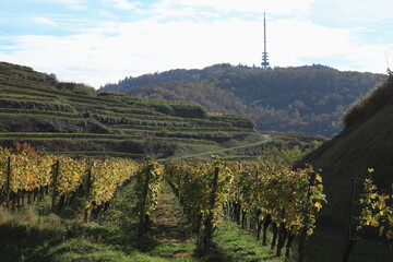 Im Kaiserstuhl, Weinanbau