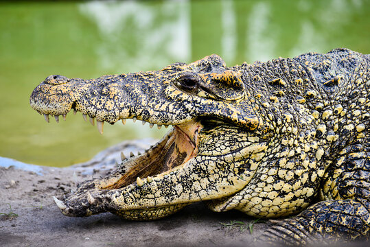 Nile alligator close up - Florida, United States of America.