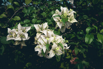 Beautiful Close-up bush Bougenville flower  with branches in the garden bright colors blurry background.
Bougenville are also called paper flowers, The color of the flower sheath on plant varies