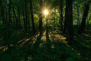 Fototapeta na wymiar rays of the sun in a beautiful forest