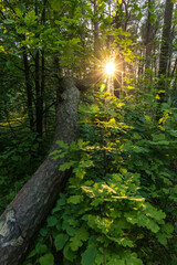 Fototapeta na wymiar rays of the sun in a beautiful forest