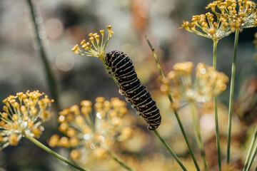Caterpillar of popilio butterfly of dill stem, garden pests