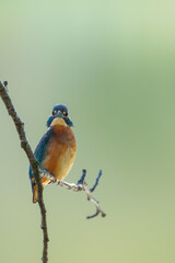 Male common Kingfisher (Alcedo atthis) facing straight and perching on a tree branch with green background.