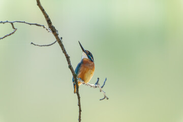Male common Kingfisher (Alcedo atthis) perching on a tree branch with green background.