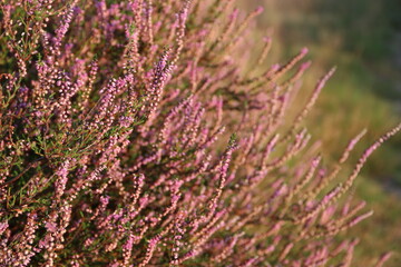 Obraz premium Bushy Lavender plant