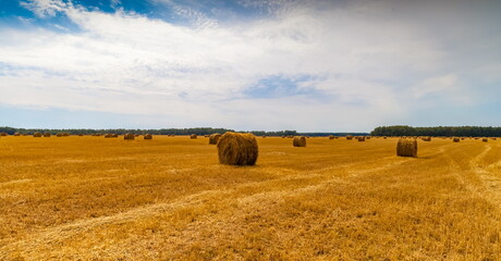 Fototapeta premium Autumn landscape with a field mown from cereals, straw rolls, a strip of forest and sky