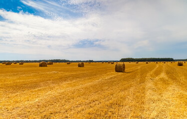 Fototapeta premium Autumn landscape with a field mown from cereals, straw rolls, a strip of forest and sky