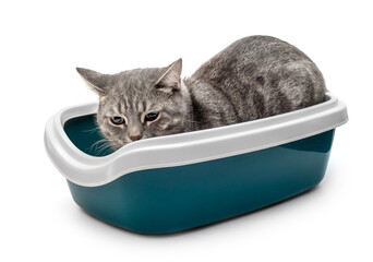 Grey cat in plastic litter box. Isolated on white.