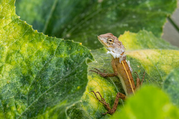 A baby oriental garden lizard is shedding its skin and resting on a pumpkin leaf in the morning light with natural blurred green background. It is an insectivore that can be found widely in Thailand.