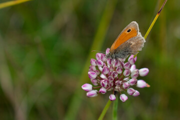 Butterfly (Coenonympha pamphilus) on garlic plant (Allium suaveolens Jacq) in Friuli