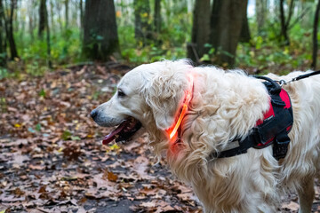 golden retriever dog on a dark winter day with led lights and a fluo harnass for safety in the woods / forest (optimal visibility)