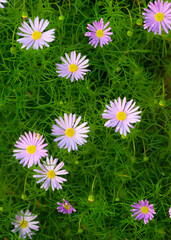 Close up of purple cut-leaf daisies (brachyscome multifida) against a bright green spring background 