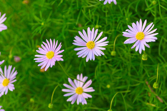 Close up of purple cut-leaf daisies (brachyscome multifida) against a bright green spring background 