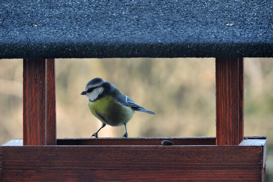 The Eurasian Blue Tit With Ruffled Feathers On Its Head Sitting Inside A Brown Wooden Bird Feeder