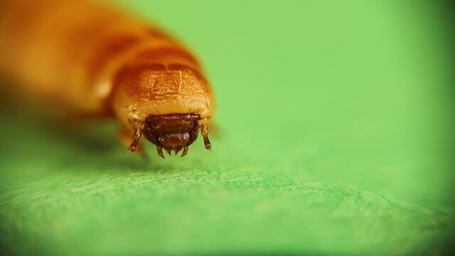 Mealworm head under the microscope.
Larva stage of the meal worm.
Superworm isolated on green background; life cycle of super worm, superworms, super worms.
Edible insects.
Live meat insect.
Bugs, bug