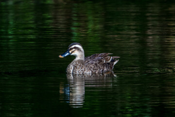 Spot-billed duck swimming in the lake.