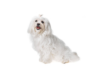 Beautiful and cute white bichon maltese dog over isolated background. Studio shoot of purebreed bichon puppy.