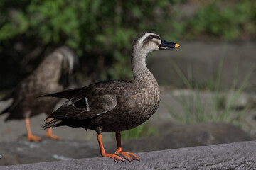 Naklejka na ściany i meble Spot-billed duck perching on the deck.