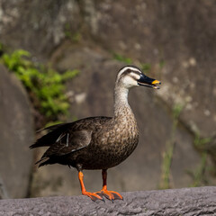 Spot-billed duck perching on the deck.