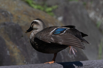 Spot-billed duck perching on the deck.