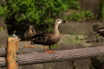 Spot-billed duck perching on the deck.