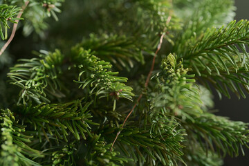 Closeup shot of spruce tree indoor with garland wires