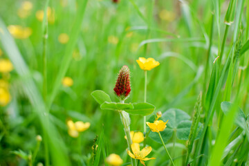 grass and flowers