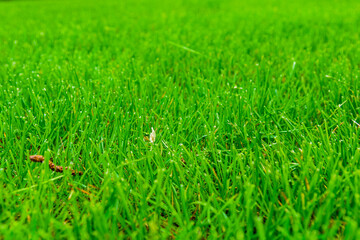 Background of the green grass. Eco concept. Selective focus