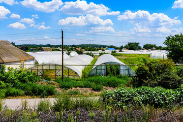 Many greenhouses made with the metal frame and polyethylene film