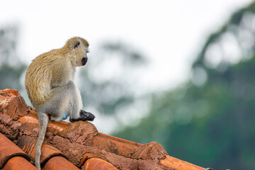 Monkey watcher.