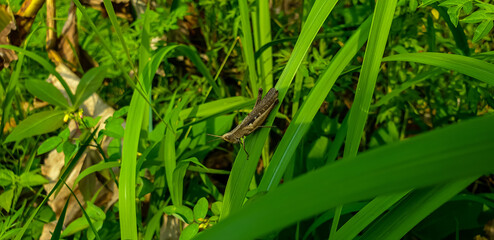 Commond grasshopper on craspedia under the sunlight in a garden with a blurry photo