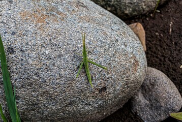 Commond grasshopper on craspedia under the sunlight on a stone with a blurry photo