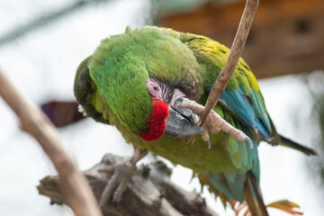 macaw biting its paw and doing mischief (Ara)