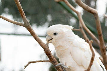 white cockatoo crawling up the branches (Cacatuidae) © fernando